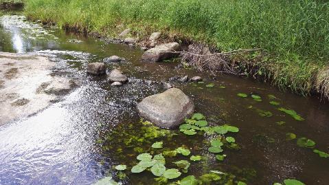 3.2.4. VP4 Kohde on Mullasjärven alavirran puolella sijaitseva pieni, kalliopohjainen kynnys (Kuva 21). Virtapaikan pituus on noin 10 m ja leveys noin 3-4 m.