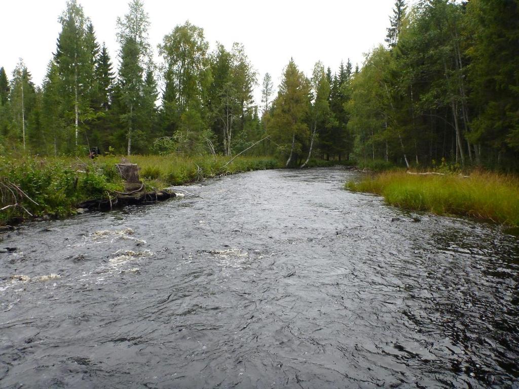 Osa VII: Terrafamen kaivoksen kalataloudellinen tarkkailu vuonna 2017 24 Alueen järvien kalojen mangaanipitoisuuksista on tietoa vasta muutamalta vuodelta (2013, 2016, 2017), joiden perusteella