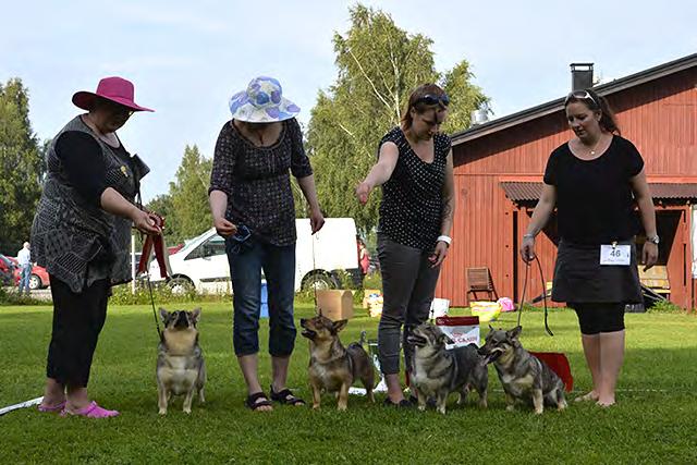 ROP-KASVATTAJA kennel