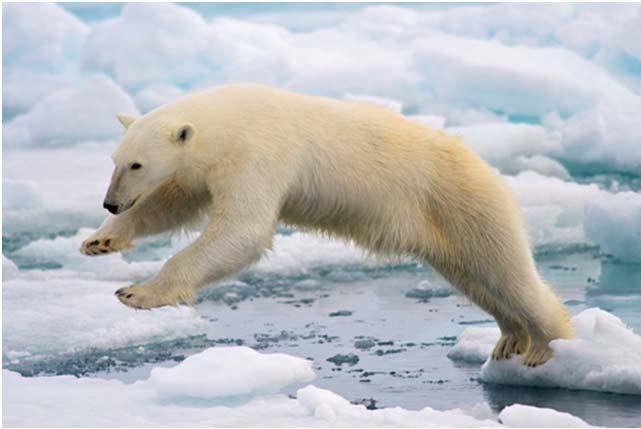 carriage as fuel by ships in Arctic waters (FI, ICE, NO, SE & USA + DE, NL, NZL) MEPC72/11/1.
