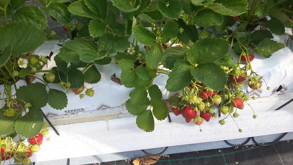 Raportti Kekkilän Piiliuoksen käytöstä