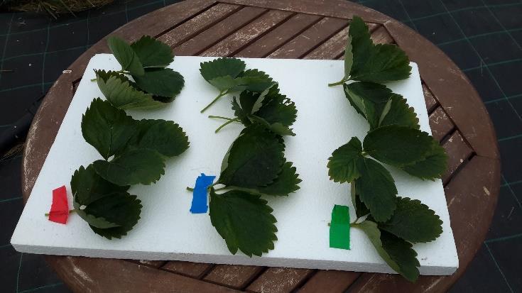 Johtopäätökset Marjojen tunneliviljelijät kaipaavat tehokkaita menetelmiä härmäntorjuntaan. Piiliuoksen käyttö voi olla yksi ratkaisu.