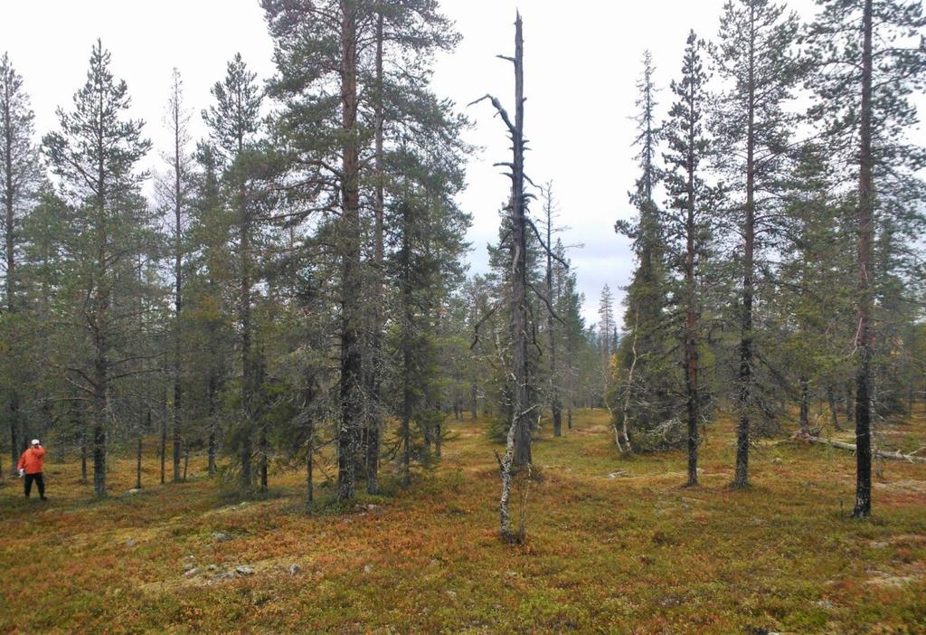 15 Kuva 13. Kaava-alueen alarinteen maisemakuvaa. Puuston korkeudesta ja tiheydestä johtuen kaukomaiseman siluetti avautuu rajatusti vain harvoissa paikoissa. 4.3.2 Vireilletulo Asemakaavan vireille tulosta sekä osallistumis- ja arviointisuunnitelmasta (OAS) on kuulutettu 7.