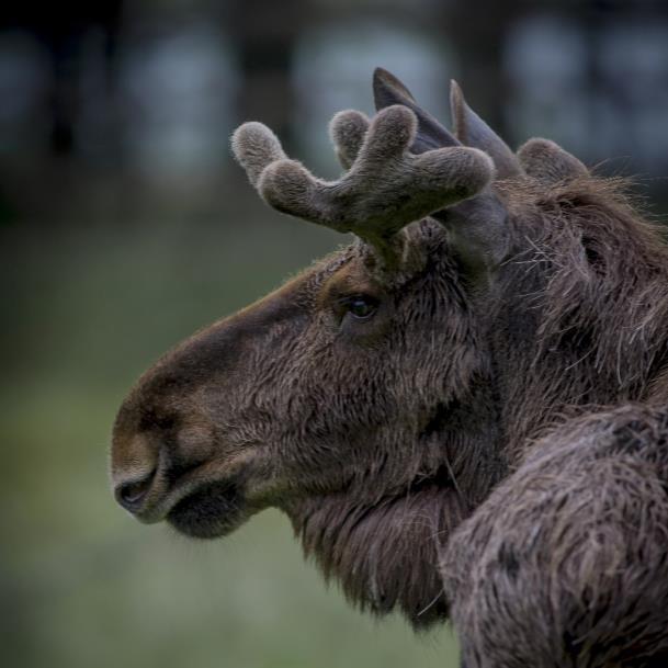 13 MIHIN SUUNNATAAN? ÄHTÄRI ZOO www.ahtarizoo.