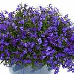petunia,