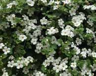 pelargonia