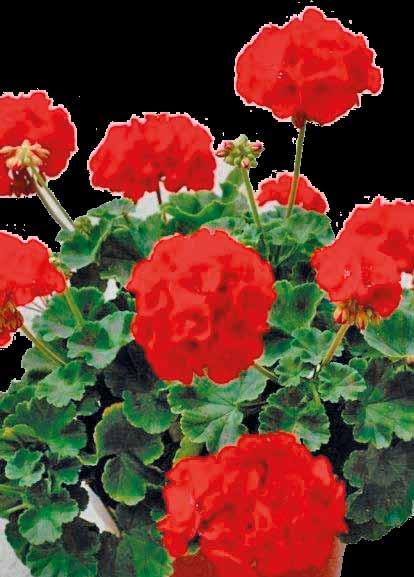 Pelargoniat