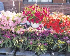 lobelia, 