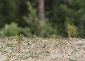 Sähköisten ja magneettisten häiriöiden viitoittamana malminetsintää jatkettiin ja laajennettiin Kouervaarasta Käylän suuntaan.