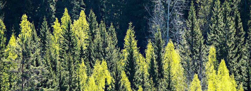 Laatutuotteita suomalaisesta Metsästä Suomesta suuntaamme maailmalle. Metsä Tissuella on viidessä maassa kymmenen tuotantoyksikköä.