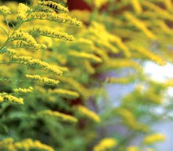 Kuva: Juha Jantunen Koristepiiskut KANADANPIISKU Solidago canadensis, isopiisku Solidago gigantea & korkeapiisku Solidago altissima Suomessa kasvavat alun perin pohjoisamerikkalaiset piiskut ovat