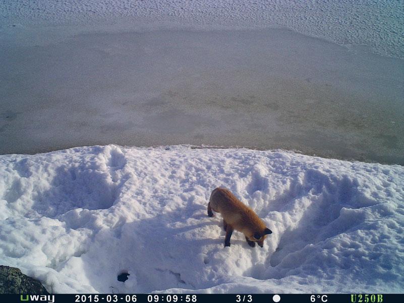 ton perusteella pienpetojen aktiivisuus lisääntyy pesäpaikoilla vähälumisina talvina. Petojen kulku rantaviivassa ei ole satunnaista vaan ne hakeutuvat pesille.