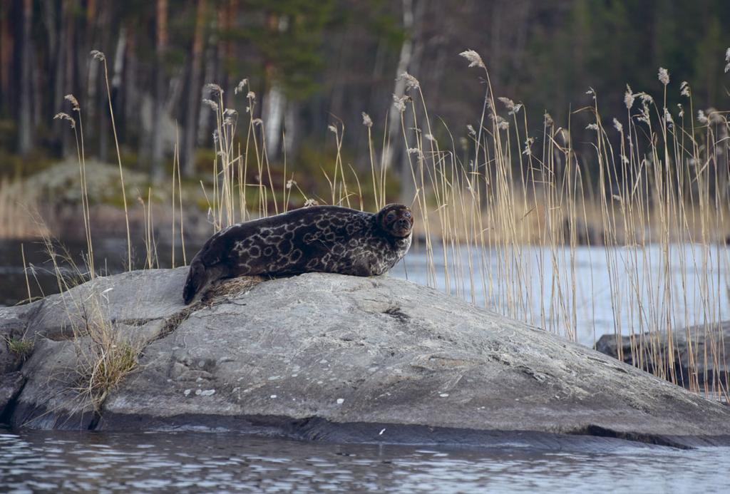 Kuva 5. Saimaannorpan turkkikuviot ovat yksilöllisiä ja pysyvät muuttumattomina läpi yksilön elin iän. Kuva: Mervi Kunnasranta. Saimaa ringed seal are permanent through individual s life span.