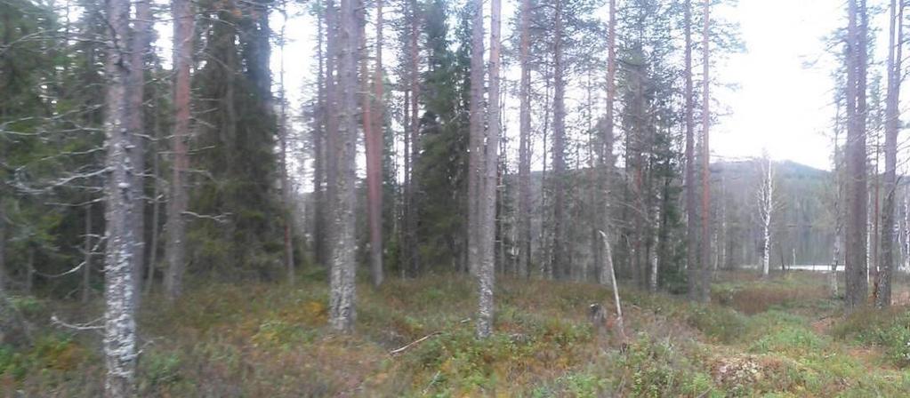 2 Luonnonympäristö Metsäalueet ovat pääosiltaan havupuuvaltaista, tuoretta tai kuivahkoa kangasta. Myös lehtipuustoa on jonkin verran pääasiassa rannoilla.