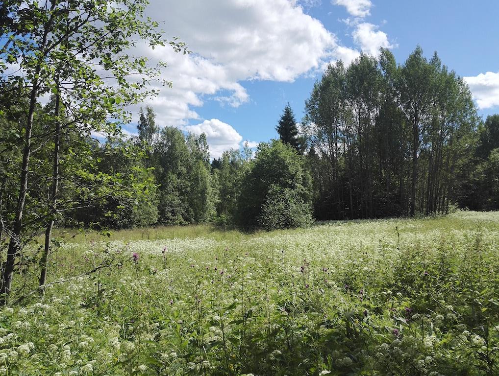 LUONTOSELVITYS 2017 Espoon kaupunki