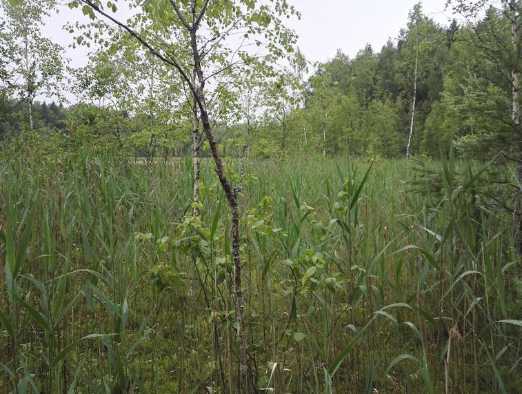 Kuvion pohjoisosasta lähtee Brutubäckenin purouoma. Brutubäck ei ole enää kokonaisuudessaan luonnontilainen tai sen kaltainen, sillä uomaa on suoristettu ja kaivettu.