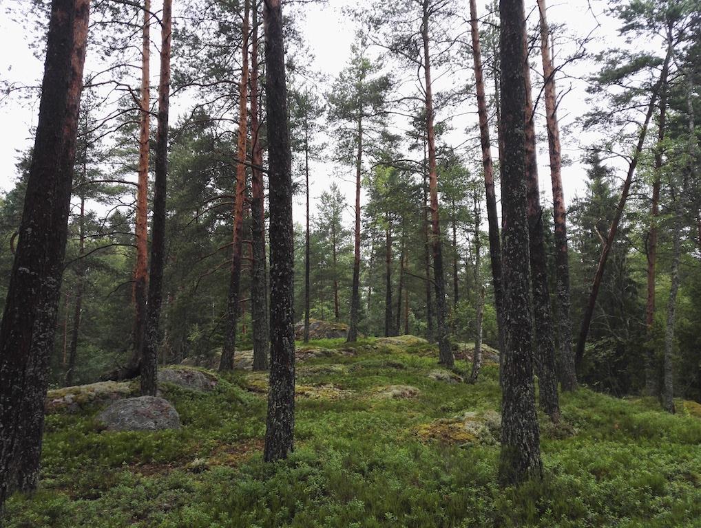 Kuva 2-7. Kuviolla 15 kasvaa mäntyvaltaista kalliometsää. Kuvio 16. Kalliometsä Kuviolla kasvaa mäntyvaltaista kalliometsää.
