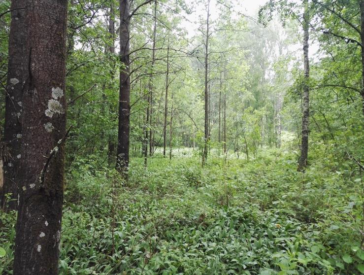 Lehdot luetaan metsälain 10 mukaisesti arvokkaiksi elinympäristöiksi eikä metsälaissa ole asetettu varsinaista alarajaa kohteiden koolle.