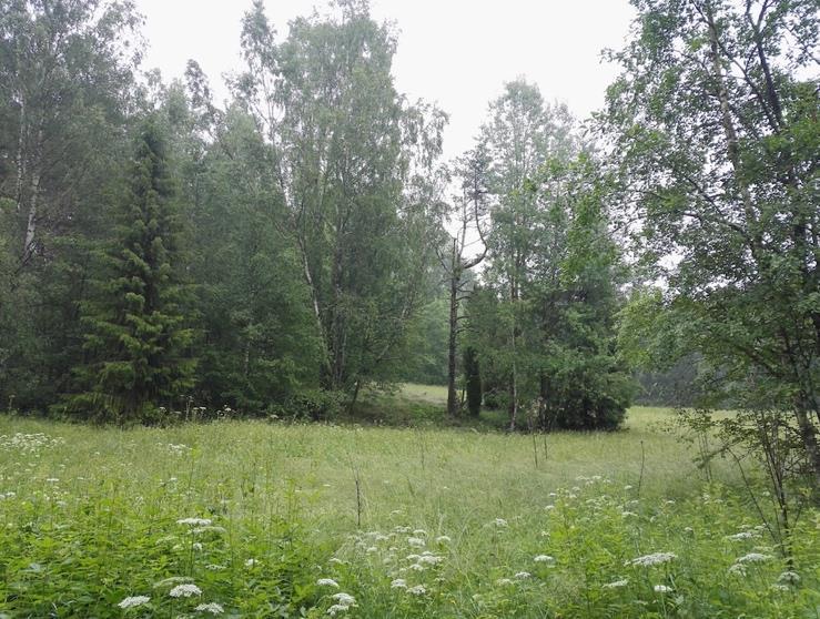 Kuvio 21 on entiselle niitylle kehittynyttä metsää, jonka länsipuolelle on kehittynyt tuoretta ja kosteaa lehtoa. Kuva 2-9. Kuviolla 22 on tuoretta heinäniittyä.