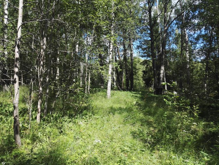 jossa kasvaa iso kirjo ruoho- ja heinävartisia lajeja. Kuvion itälaidalla on kookkaiden ilmeisesti pellolta raivattujen kivien muodostama röykkiö.
