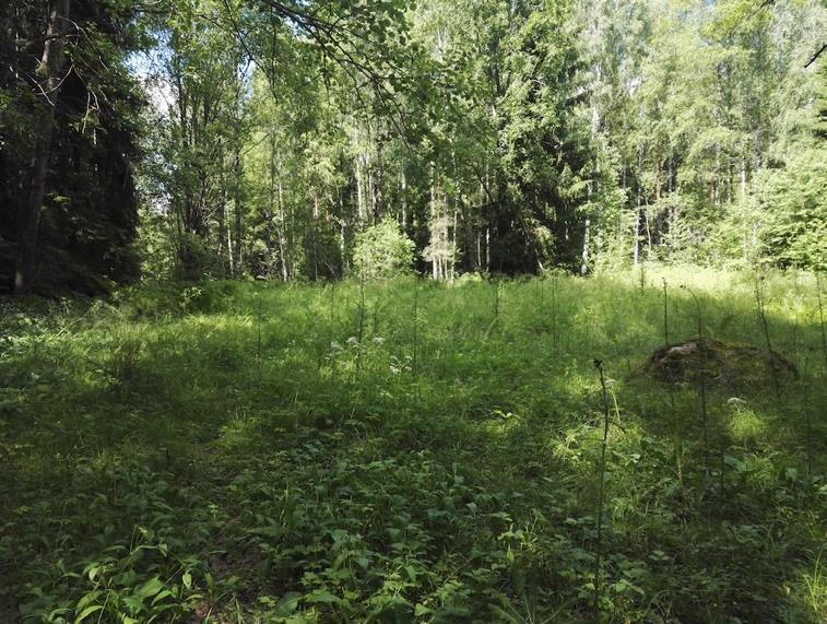 Kesällä vallan ottavat niittyjen lajit: tuoksusimake, timotei, nuokkuhelmikkä, ahdekaunokki, metsäapila, paimenmatara, niittynurmikka, kalvassara, ahomatara, ahomansikka, kissankello, rohtotädyke,