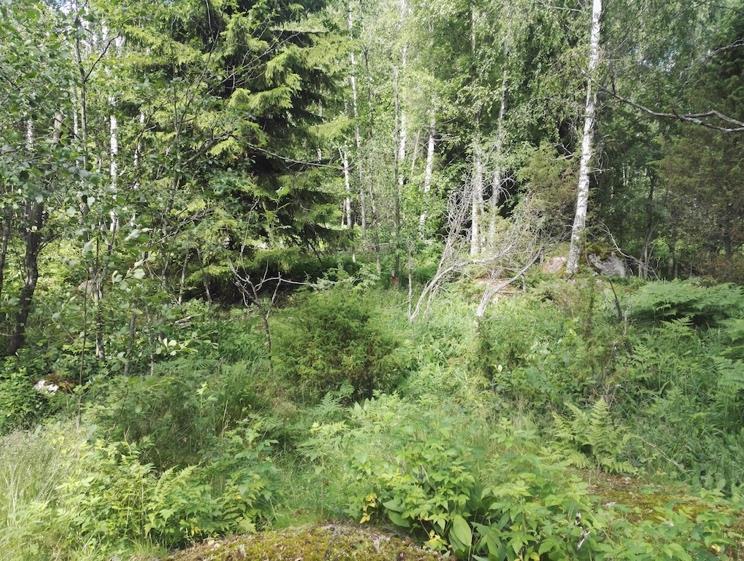 Kuva 2-13. Kuviolla 40 on hakamaille tyypillisiä kalliokumpuja, joilla kasvaa muun muassa katajaa. Kuva 2-14.