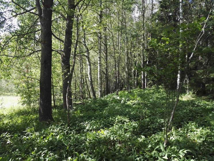 Kangasmetsä Metsälaidunkuvioiden väliin jää kuusta, mäntyä ja koivua kasvava tuoreen kangasmetsän kuvio.