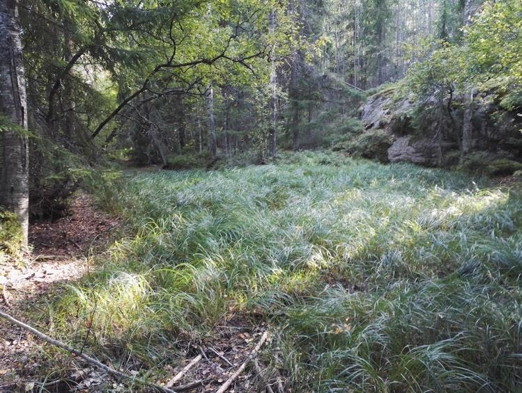 Kuviolta kohti etelää on kehittymässä myös noro, joka ei kuitenkaan vielä täytä metsälain tai vesilain kriteerejä. Kuvio 53.