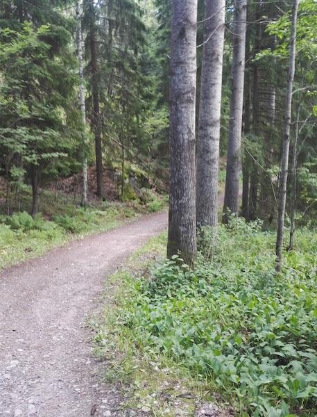 Kuva 2-17. Kuvio 55 sijoittuu ulkoilureitin varteen. Kuviolla kasvaa tuoretta lehtoa ja järeitä haapoja. Kuvio 55. Lehtojuotti Kuva 2-18.