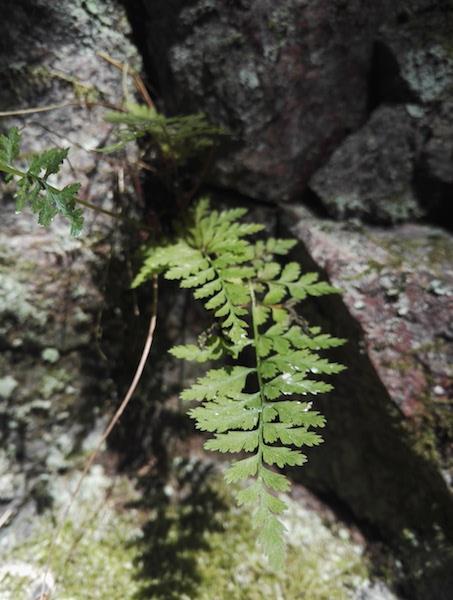 taikinamarjaa, punaherukkaa). Kenttäkerroksen lajistoon kuuluvat mm. valkovuokko, kielo, mustakonnanmarja, käenkaali, hiirenporras ja metsäalvejuuri.
