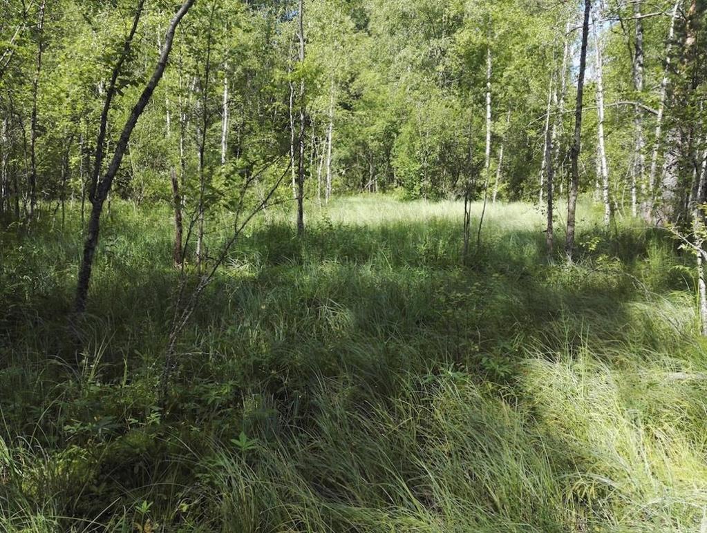 Kuva 2-21. Kuviolla 61 kasvaa ojien kirjomaa pajukkoista suota. Kuvio 62. Luhtainen sekametsä Ojan ympärille on kehittynyt runsaslahopuustoista sekametsää (30-40 vuotiasta).