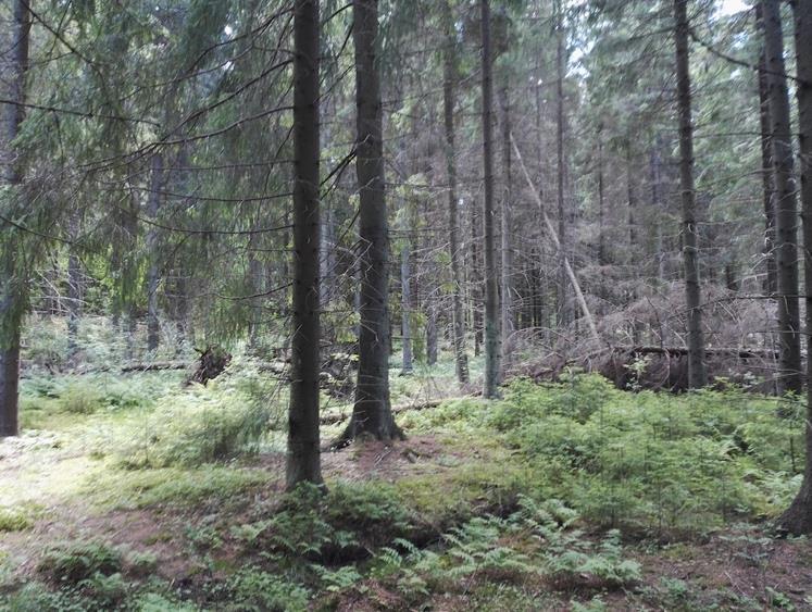 kasvillisuustyyppi vaihettuu tuoreeksi kankaaksi. Kuusen ohella kuviolla kasvaa nuorta ja varttunutta haapaa, harmaaleppää, raitaa ja tuomia.