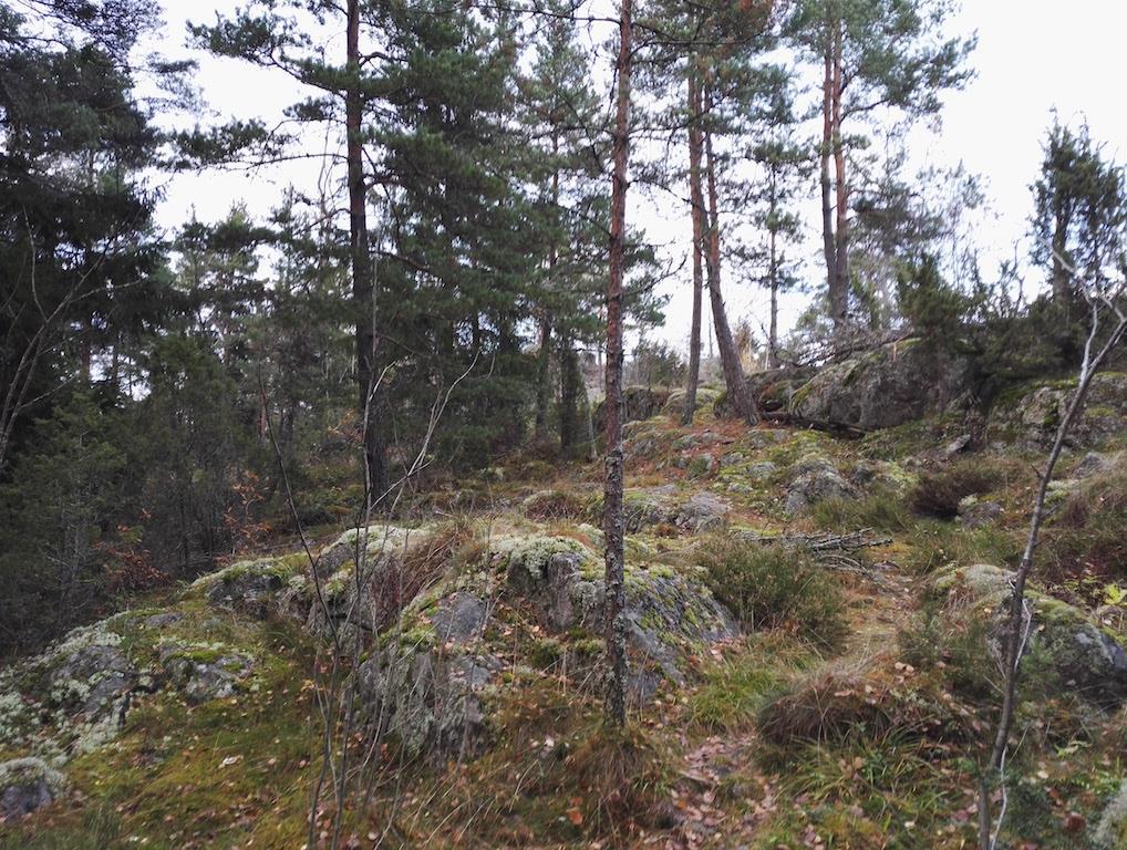 Kuva 2-24. Kuviolla 69 on paikoin harvapuustoisia kallioalueita, joilla vallassa ovat kanerva ja metsälauha. Kuvio 70. Rinnemetsä Kuvio sijoittuu rinteeseen, joka vaihettuu lopulta kuvioksi 69.
