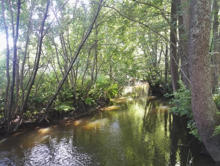 Entiselle pellonpohjalle kehittyneet tuoreet heinäniityt ovat Espoossa yleisimpiä perinnebiotooppeja. Kuvio on lajistoltaan vaatimaton eikä lukeudu arvokkaaksi perinnebiotoopiksi. Kuvio 76.