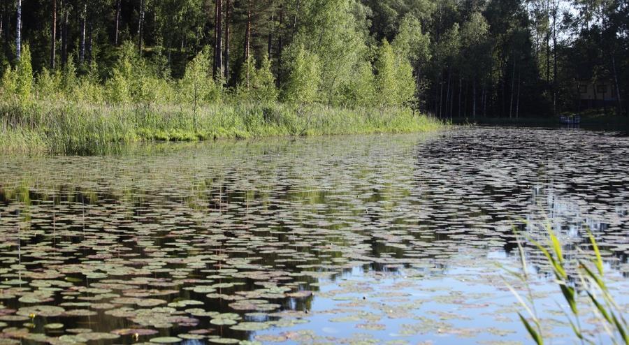 4.3.1 METSÄLAMPI Suurin osa Miilukorven kartoituksessa havaituista sudenkorentolajeista kohdattiin Metsälammella (kuva 4-2), jonka äärellä tavattiin 15 sudenkorentolajia.