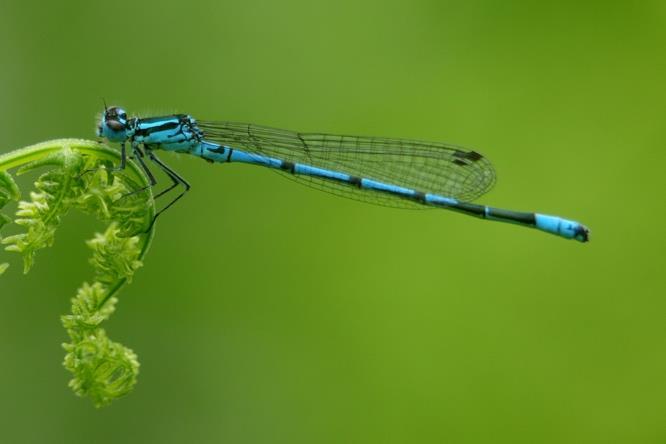 Metsälammella tavatuista lajeista runsaslukuisimmat olivat lähes yhtä runsaana lammella esiintyneet isotytönkorento (Erythromma najas) ja sirotytönkorento (Coenagrion pulchellum).