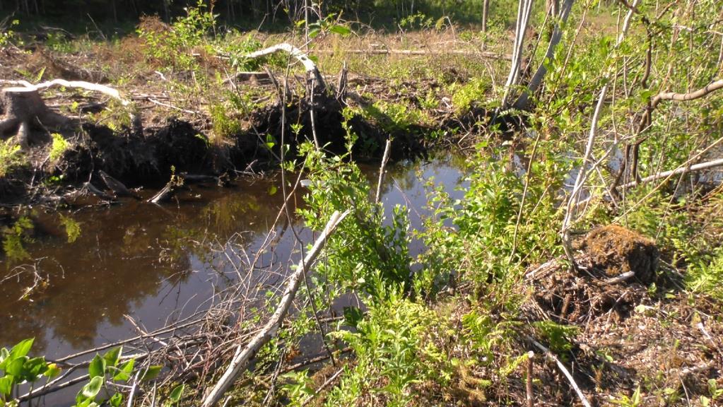 Metsälammelta etsittiin suojeltuja lampikorentolajeja, mutta lampikorentoja ei havaittu kohteella.