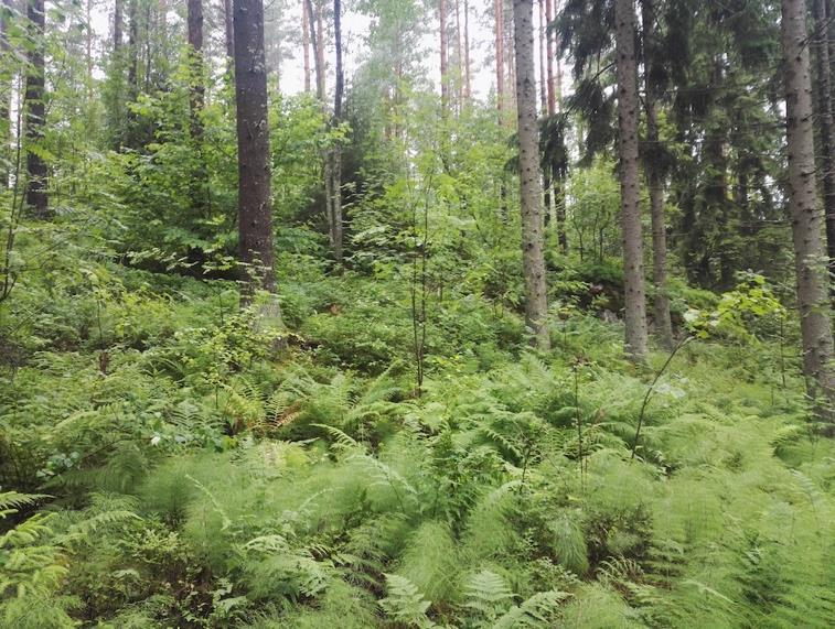 2.3.1 LUONTOTYYPPIKUVIOT Ohessa kuvattuna selvitysalueen luontotyyppikuviot.
