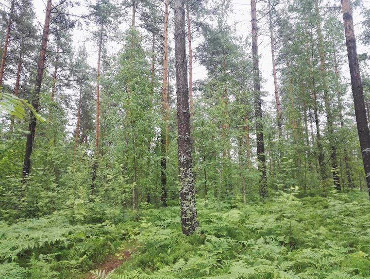 Puusto on pääosin nuorta ja varttunutta, mutta paikoin vanhaa. Valtalajeina kasvavat kuivahkon kankaan (VT) tyyppilajit kanerva, puolukka ja metsälauha.