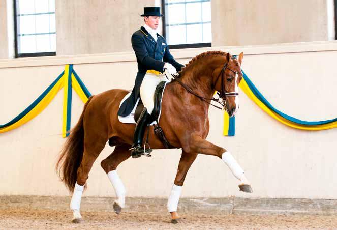 SUOSITELTU VUOROKAUSIANNOS: Nestemäinen 20 ml/vrk, pellettimuotoinen 60 g/vrk. PAKKAUSKOKO: 1 l, 5 l, 3 kg ja 10 kg Mont Ormel, voittaja Juddmonte Grand Prix de Paris 2016.