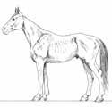 Toinen suuntaviiva on lonkkaluiden näkyvyys. Terveen hevosen hoidossa on vältettävä sekä ali- että ylipainoa.