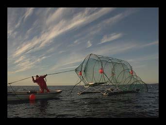 Optimized commercial trap-net fishery Commercial fishermen are profit