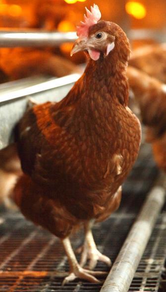 /Brown Lohmann Selected Leghorn/ Brown