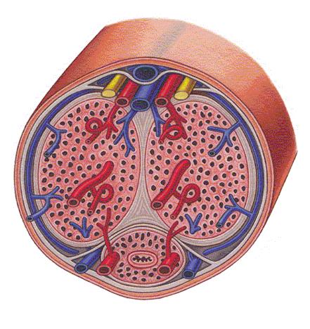 Erektion fysiologiaa: peniksen verenkierto Penis levossa Penis erektiossa Patel U, Lees WR.