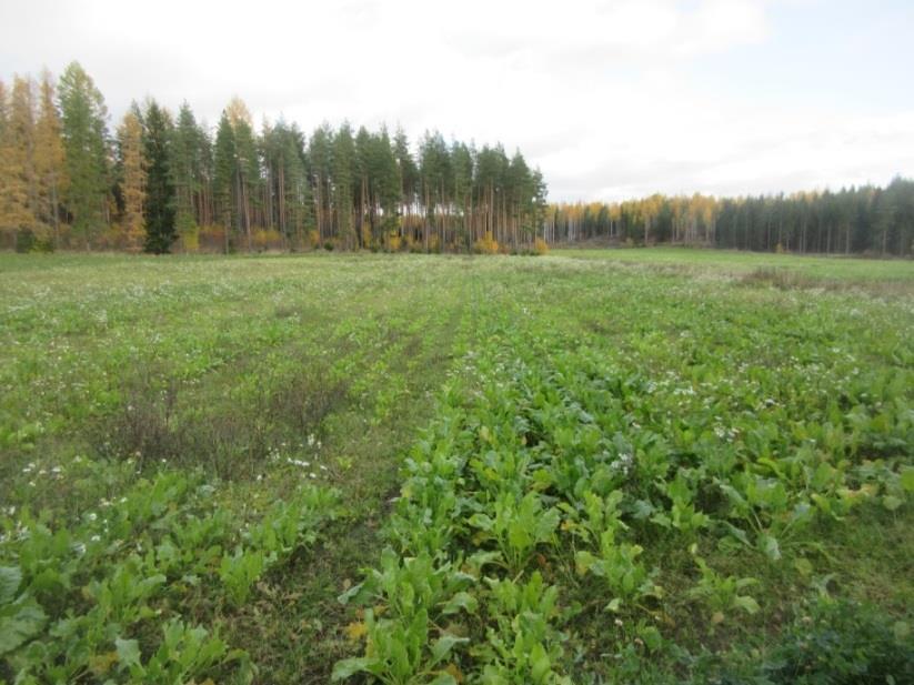 Sokerijuurikkaan lisälannoitus EI AMS-lisää AMS-lisä 200 l/ha liuoksena AMS-lisä paransi sokerijuurikkaan kasvua paljain silmin nähtävästi.