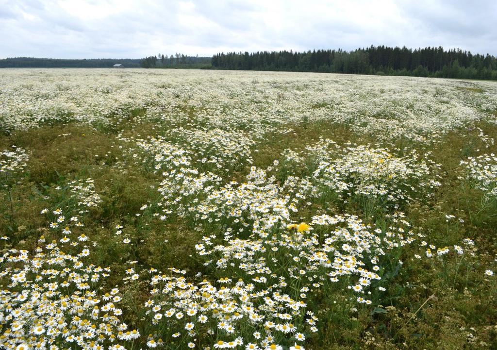 VÄLTÄ