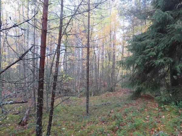 käytöstä poistetun sorakuopan lounaispuolella, noin 0 m kuopan reunasta. Alue on mäntykangasta, josta metsä on hakattu.