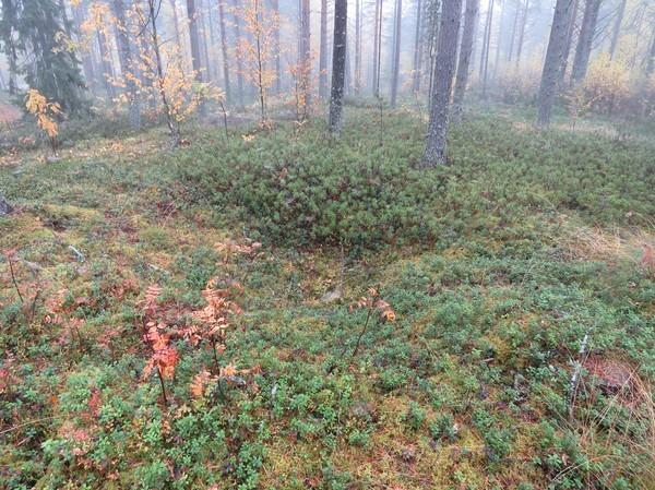 8 7. Haataja 000002520 Q5222L 3432 02 Työ- ja valmistuspaikat P: 739995 I: 505838 Pyyntikuoppajärjestelmä Z 32-35 m Esihistoriallinen Kuoppajärjestelmän keskipiste Pintahavainnointi, kairaus,