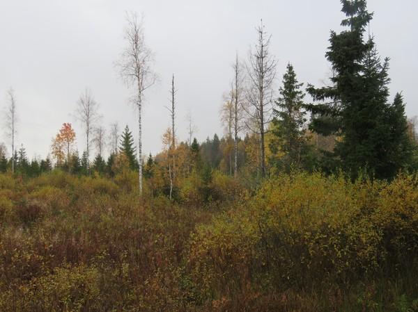 26 Kuvaus: -rekisterin kuvaus: Asuinpaikka sijaitsee Kaihlasen järven luoteispään lounaispuolella, Kuikkamäen talon pelloilla. Asuinpaikkalöydöt ovat tulleet esille peltotöiden yhteydessä.