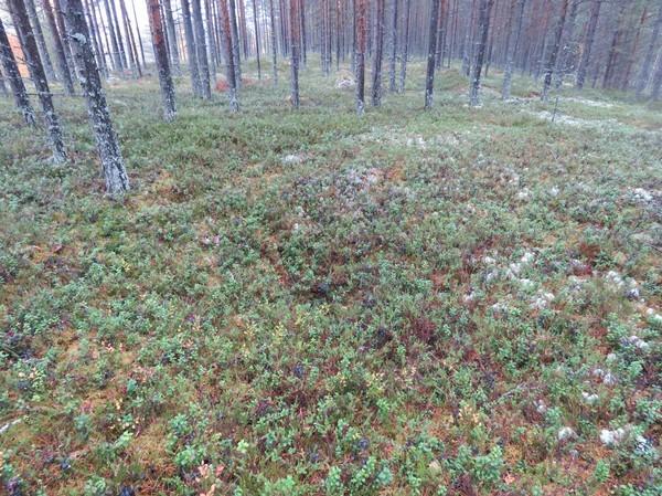 32 Kuvaus: n kuvaus: Kohde sijaitsee Oulujärven pohjoisrannalla, Väätäjäniemellä, niemen kärjestä 0,6 km pohjoiseen ja Väätäjän talosta 0,6 km itään. Paikalla on kaksi sorakuoppaa.